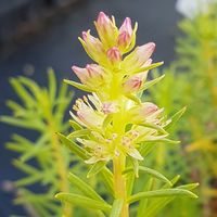 Rhodiola semenovii 